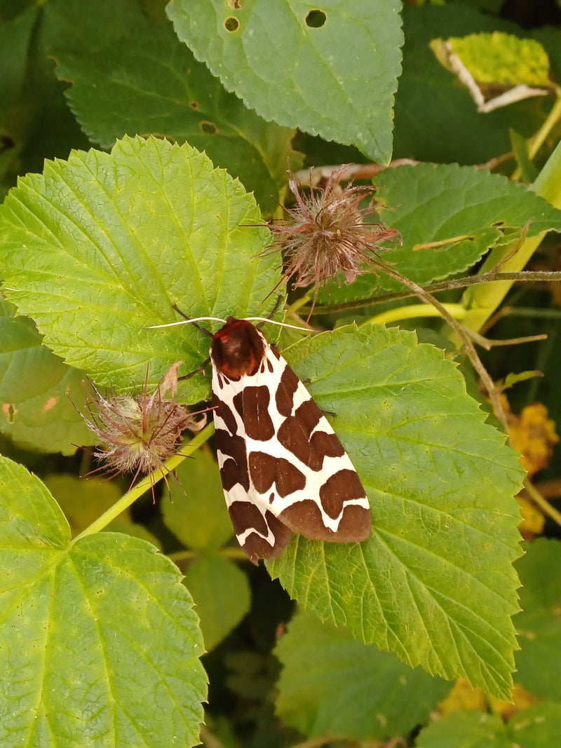 Ein Brauner Bär sitzt mit ausgebreiteten, braun-weiß gemusterten Flügeln auf grünen Blättern. Das Insektenexemplar ist gut zu erkennen.