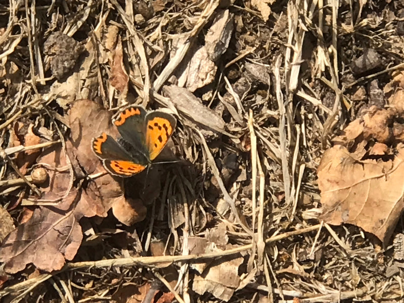 Ein Brauner Feuerfalter sitzt mit ausgebreiteten Flügeln auf trockenem Waldboden zwischen Laub und Zweigen. Die orange-schwarze Flügelzeichnung ist deutlich ...