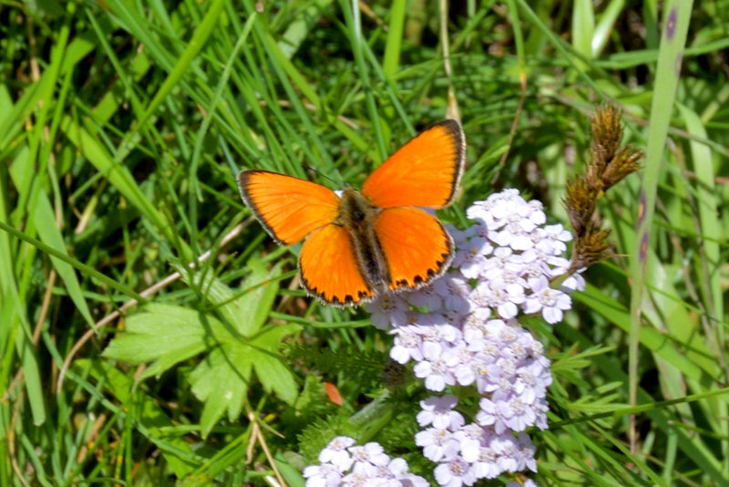 Ein Brauner Feuerfalter sitzt mit ausgebreiteten Flügeln auf einer hellen Blüte in einer Wiese.