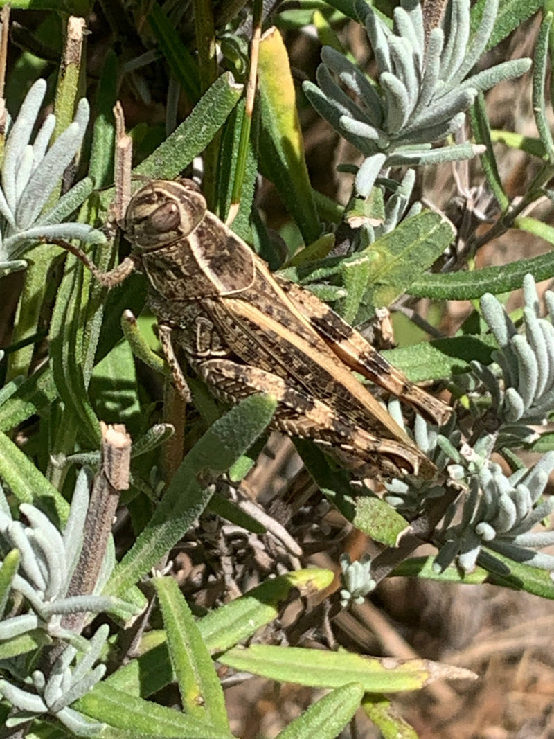 Brauner Grashüpfer — Bild 4 von 29