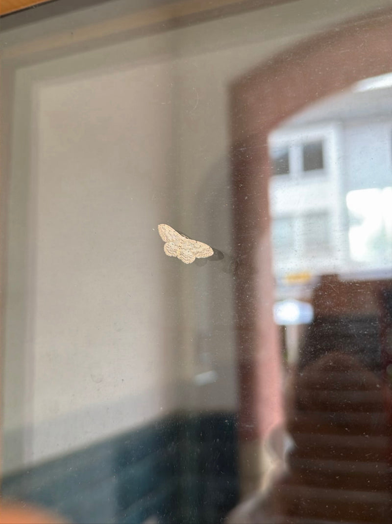 Auf einer glatten Glasfläche sitzt ein Braungestreifter Zwergspanner mit ausgebreiteten Flügeln in Aufsicht. Das kleine Insect ruht unbeweglich auf der Scheibe.