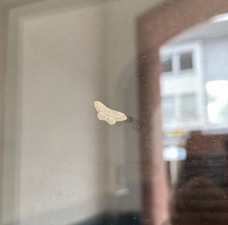 Ein Braungestreifter Zwergspanner sitzt in Ruhestellung auf einer glatten Fensterscheibe. Die typischen Zeichnungen auf den Flügeln sind gut zu erkennen.