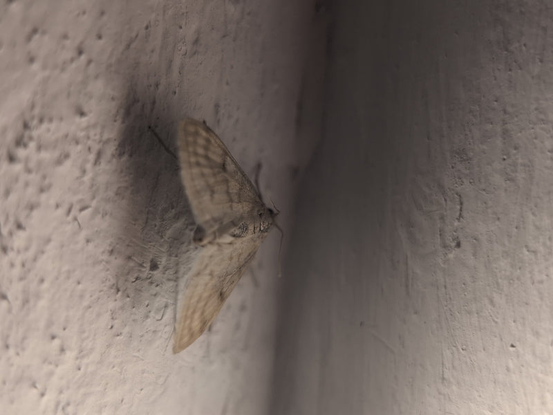 Ein Braungestreifter Zwergspanner sitzt gut erkennbar auf einer hellen, strukturierten Wand. Das Insektenexemplar ruht mit leicht geöffneten Flügeln.