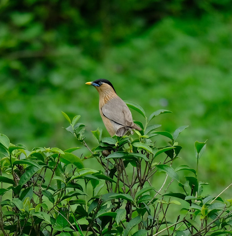 Ein Braunkopfstar sitzt aufrecht auf grünen Blättern einer Teepflanze vor einem verschwommenen Hintergrund. Der Vogel zeigt sein charakteristisches Gefieder ...