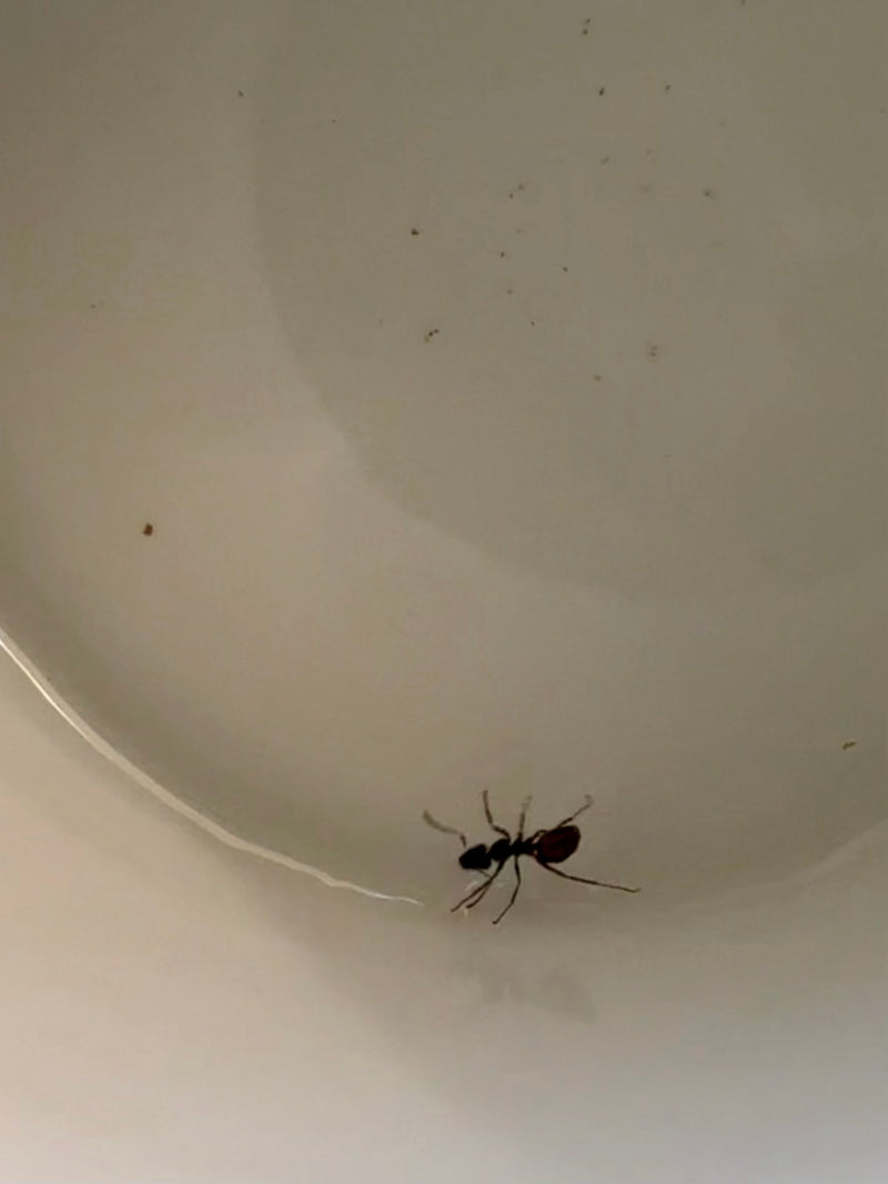 Auf einem hellen, glatten Untergrund läuft eine einzelne Roßameise (Camponotus ligniperdus). Das Insekt ist gut erkennbar und bewegt sich.