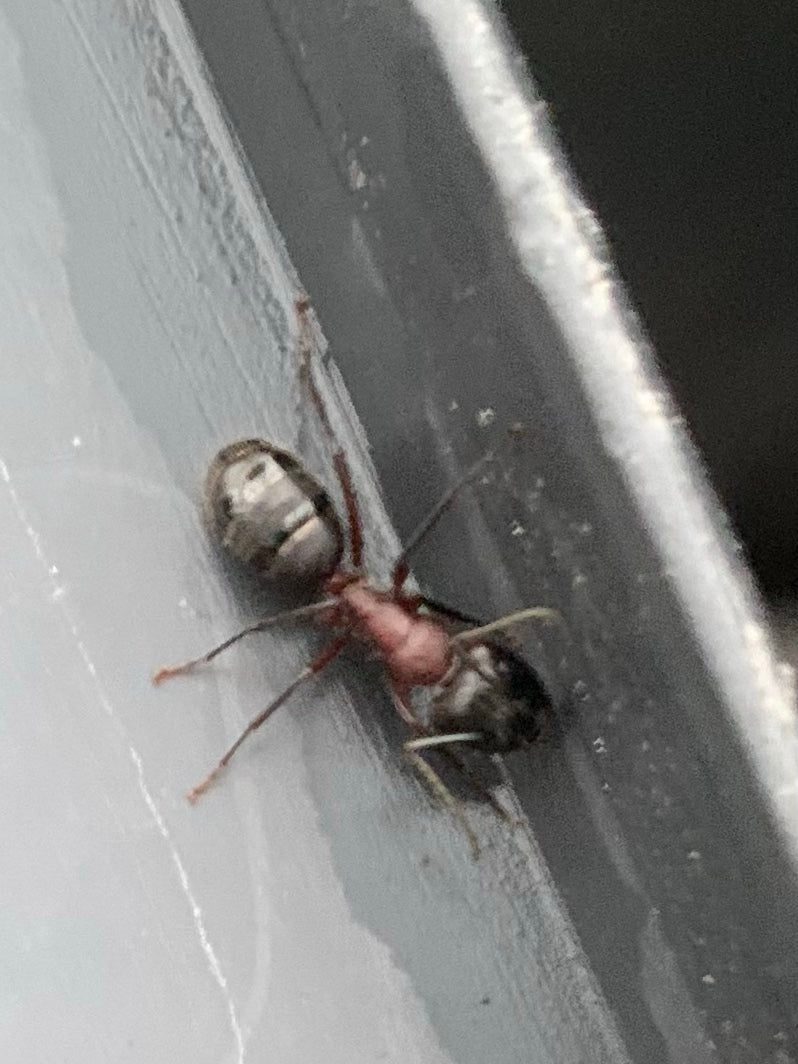 Auf dem Bild ist eine große Roßameise (Camponotus ligniperdus) zu sehen, die über eine glatte Oberfläche läuft. Der rötliche Brustbereich und der dunkle Hint...