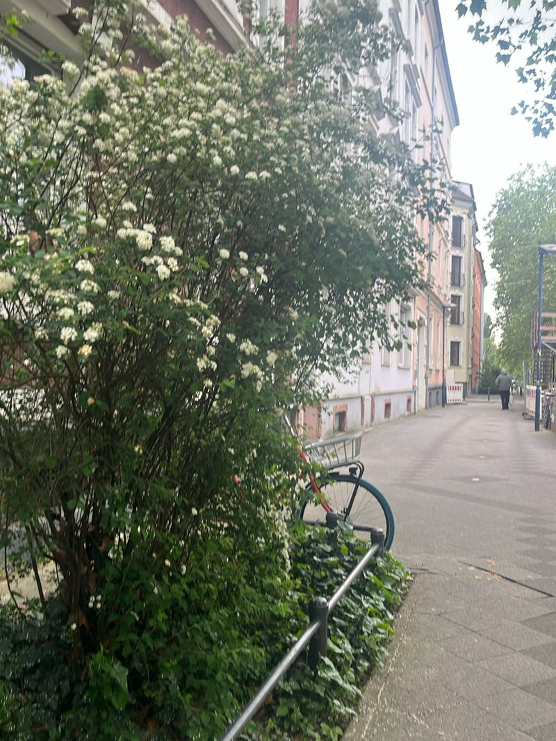 Der Braut-Spierstrauch ist ein beliebter, früh blühender Zierstrauch aus der Familie der Rosengewächse. Er zeichnet sich durch seine überhängenden Zweige aus...