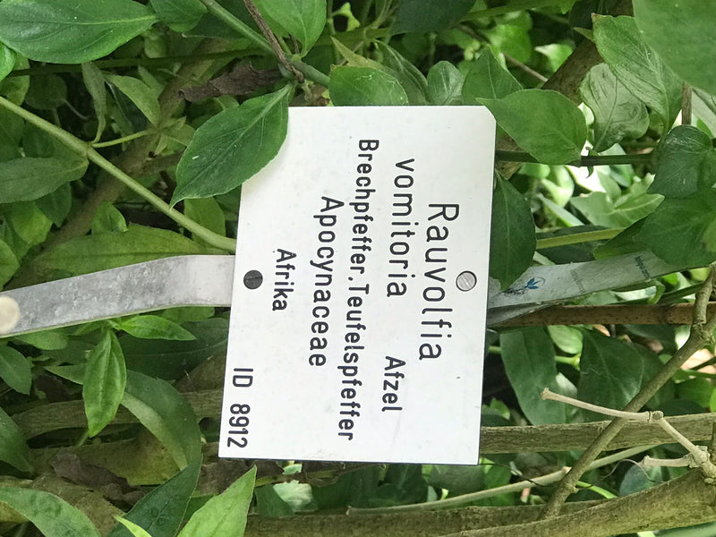 Brechpfeffer — Bild 2 von 4