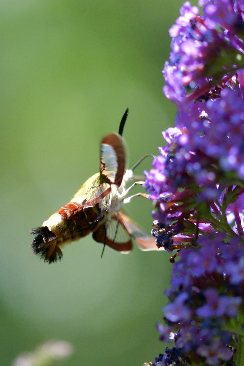 Breitrandiger Hummel-Glasflügler — Bild 3 von 3