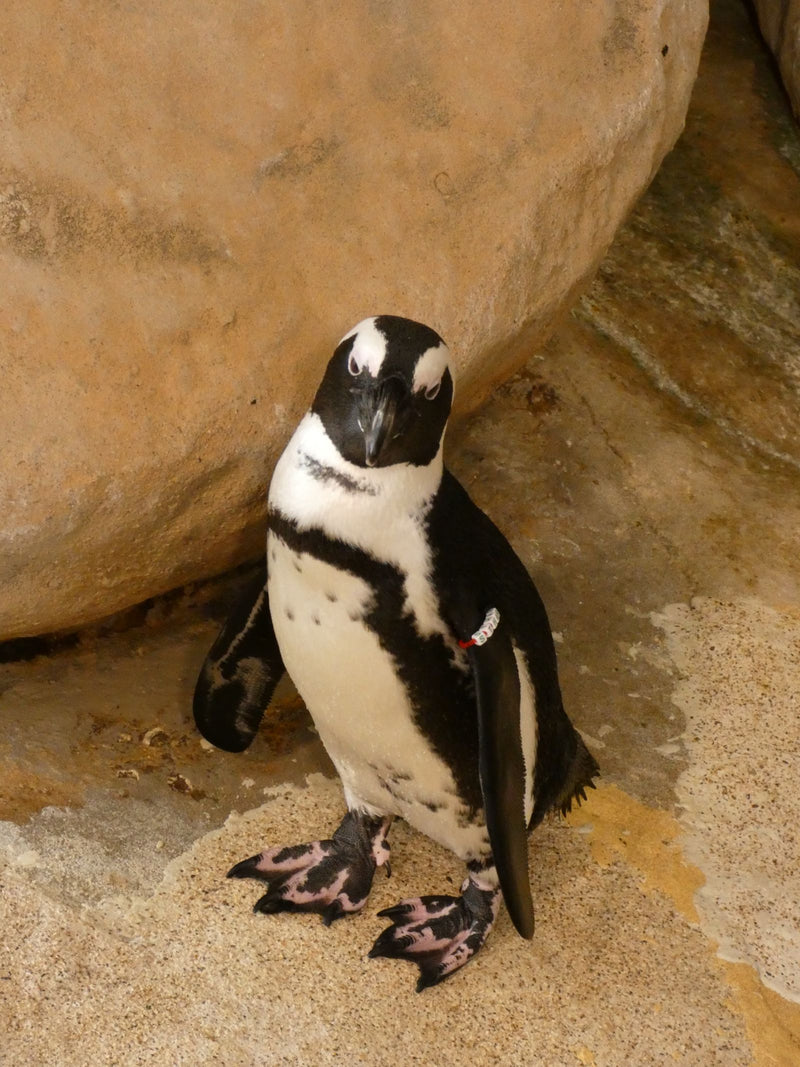Brillenpinguin — Bild 1 von 1