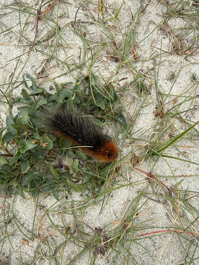 Auf dem Bild ist eine braun-schwarz behaarte Raupe des Brombeerspinners zu sehen. Sie sitzt auf sandigem Boden zwischen spärlicher Vegetation.
