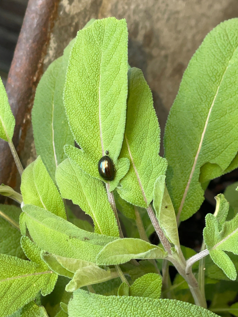 Auf der Oberseite eines grünen Salbeiblatts sitzt ein einzelner bronzefarbener Blattkäfer. Die Aufnahme zeigt das Insektenexemplar von oben in seiner natürli...