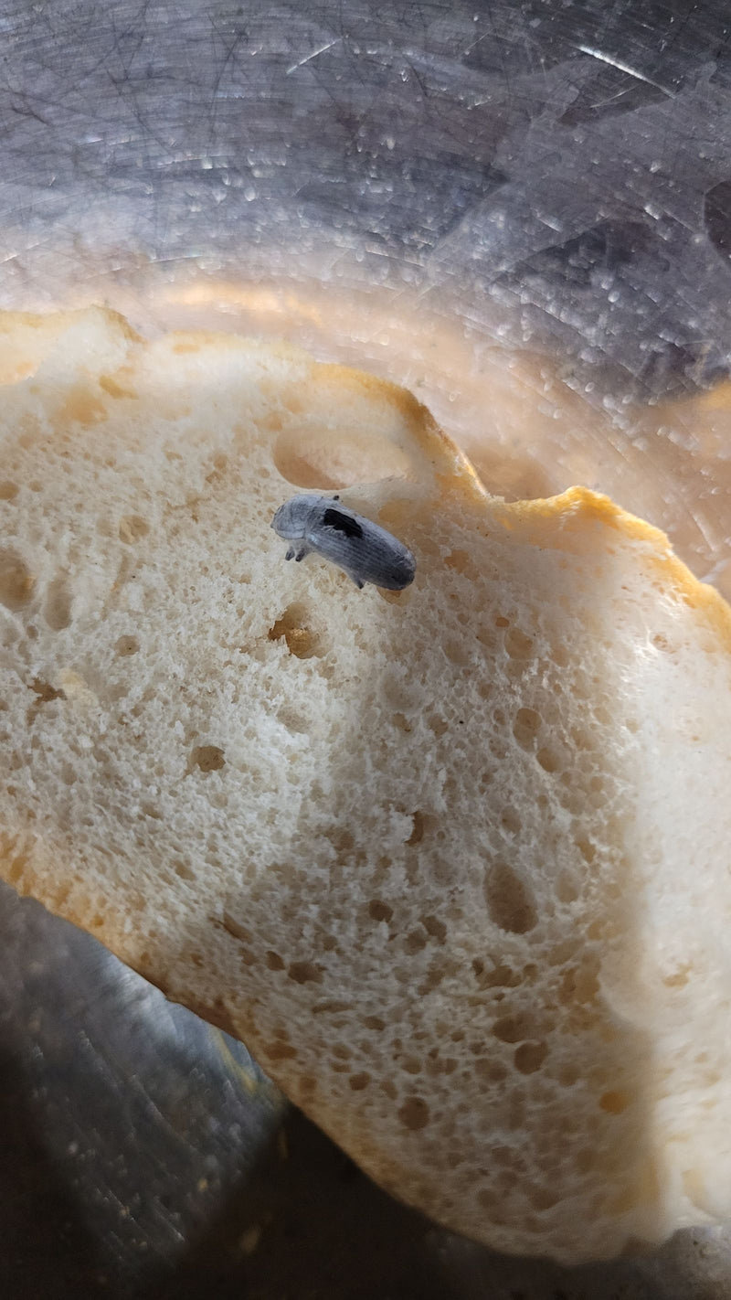 Nahaufnahme eines kleinen, bräunlichen Käfers, der auf einer hellen Brotscheibe in einer Metallschüssel sitzt.