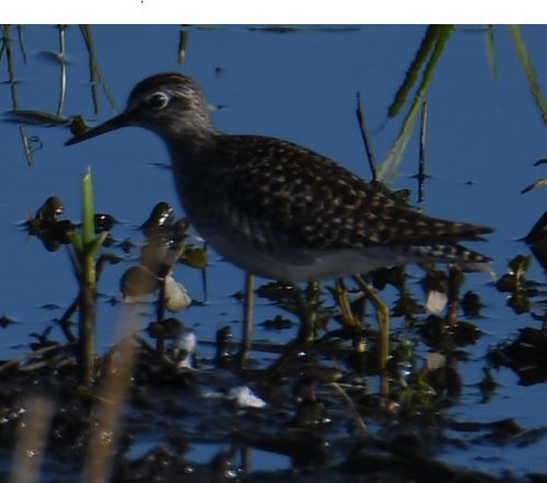 Ein Bruchwasserläufer steht im flachen Wasser und an schlammigen Ufern. Das Gefieder ist dunkel mit charakteristischen hellen Flecken auf dem Rücken.