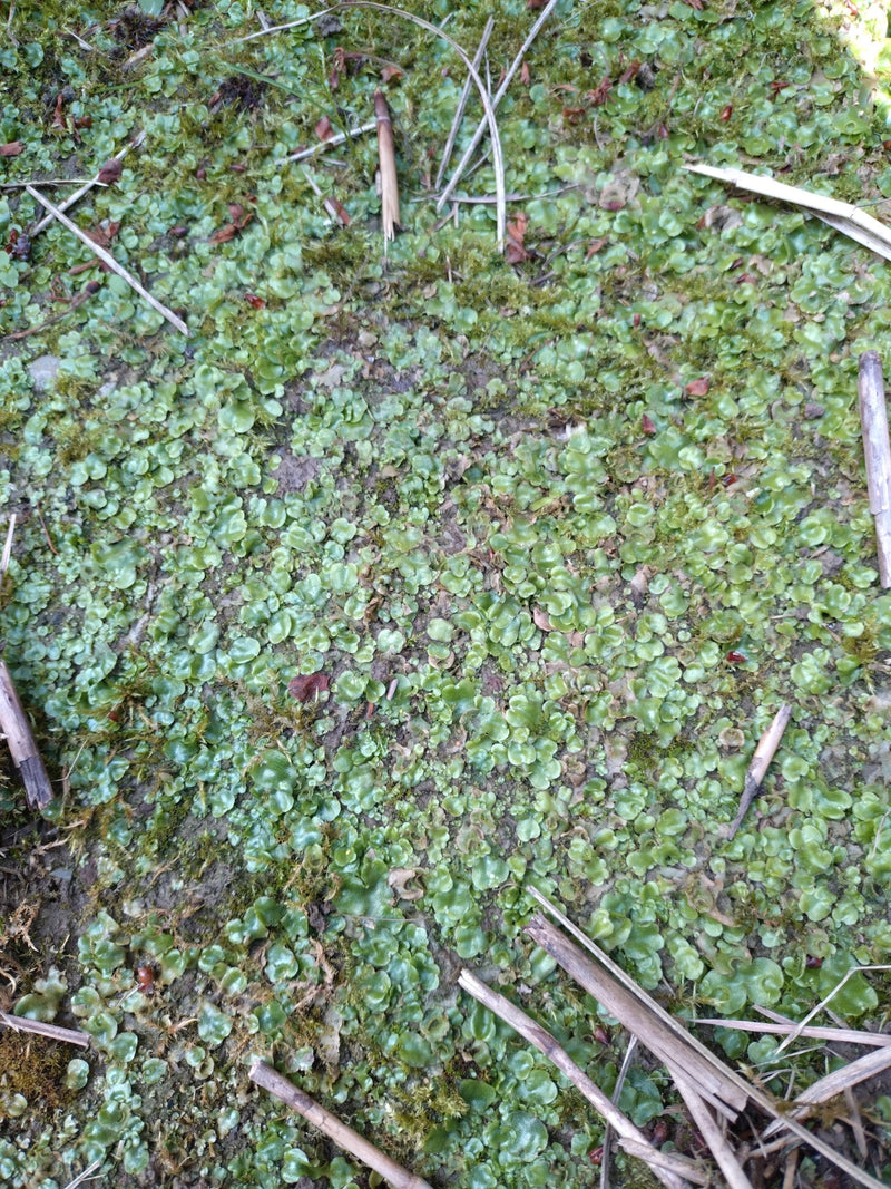 Das Bild zeigt eine flächige Population des Brunnenlebermooses auf feuchtem Erdboden. Die thallösen, grünen Strukturen bilden einen dichten Teppich.