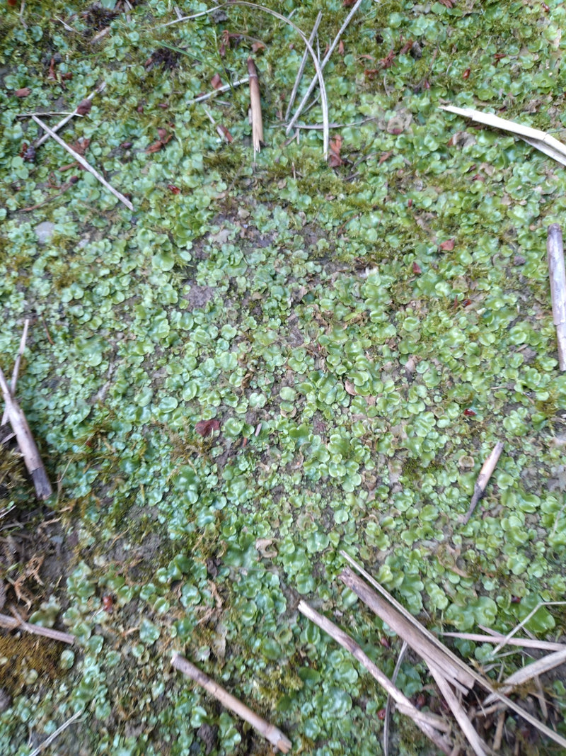 Auf dem Bild ist ein dichter Bestand des Brunnenlebermooses auf feuchtem Boden zu sehen. Die flachen, grünen Thalli bedecken die Erde.