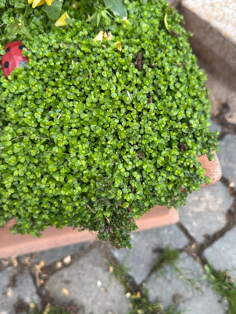 Das Bild zeigt einen dichten Teppich aus den winzigen, runden grünen Blättern des Bubikopfs in einem Pflanzgefäß. Die Pflanze bedeckt den Untergrund vollstän...