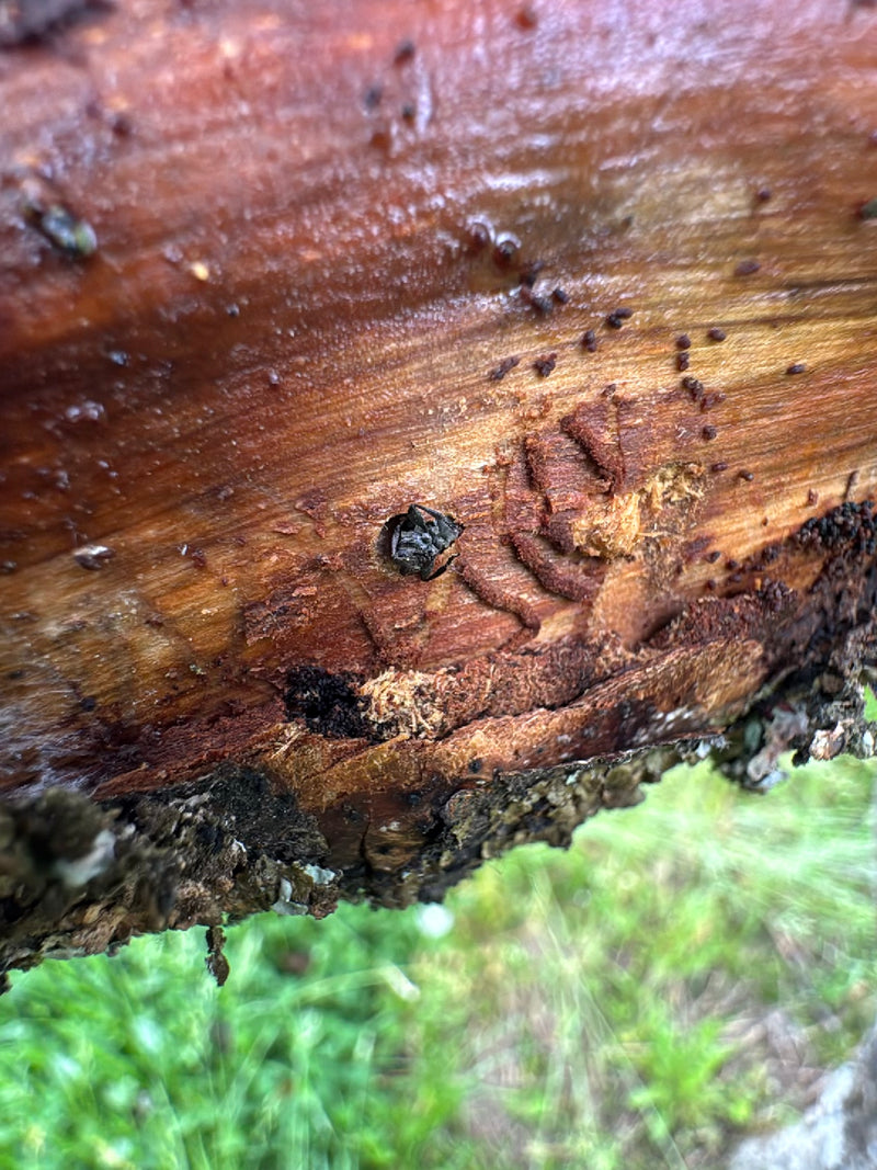 Ein Buchdrucker sitzt in einem Bohrgang auf der Rinde eines Nadelbaums. Um den Käfer herum sind typische Bohrmehlspuren zu erkennen.