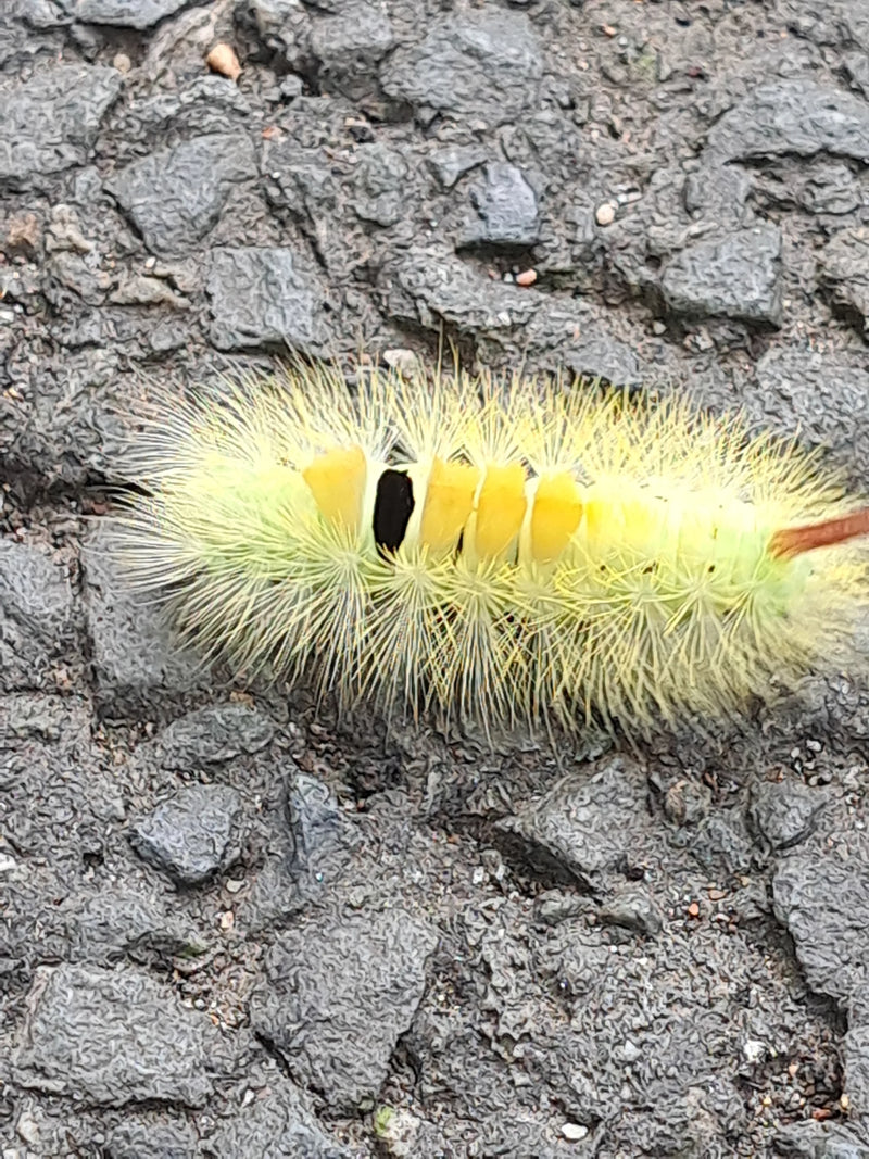 Eine gelblich behaarte Raupe des Buchen-Streckfußes kriecht über einen steinigen Untergrund.
