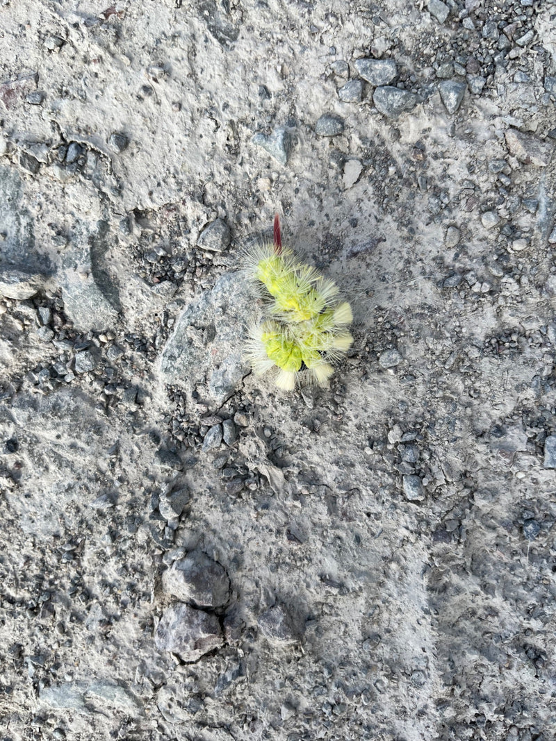 Auf dem Bild ist eine gelblich-grüne Raupe des Buchen-Streckfußes zu sehen, die auf einem steinigen Boden sitzt. Sie ist mit auffälligen Haarbüscheln besetzt.