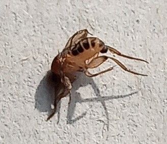 Eine Buckelfliege sitzt in Seitenansicht an einer hell verputzten Wand und wirft einen deutlichen Schatten.