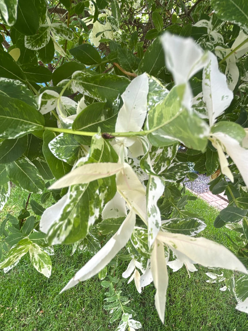Zu sehen sind die typischen gefiederten Blätter einer Gemeinen Esche, die hier eine seltene weißbunte beziehungsweise panaschierte Färbung aufweisen. Die Auf...