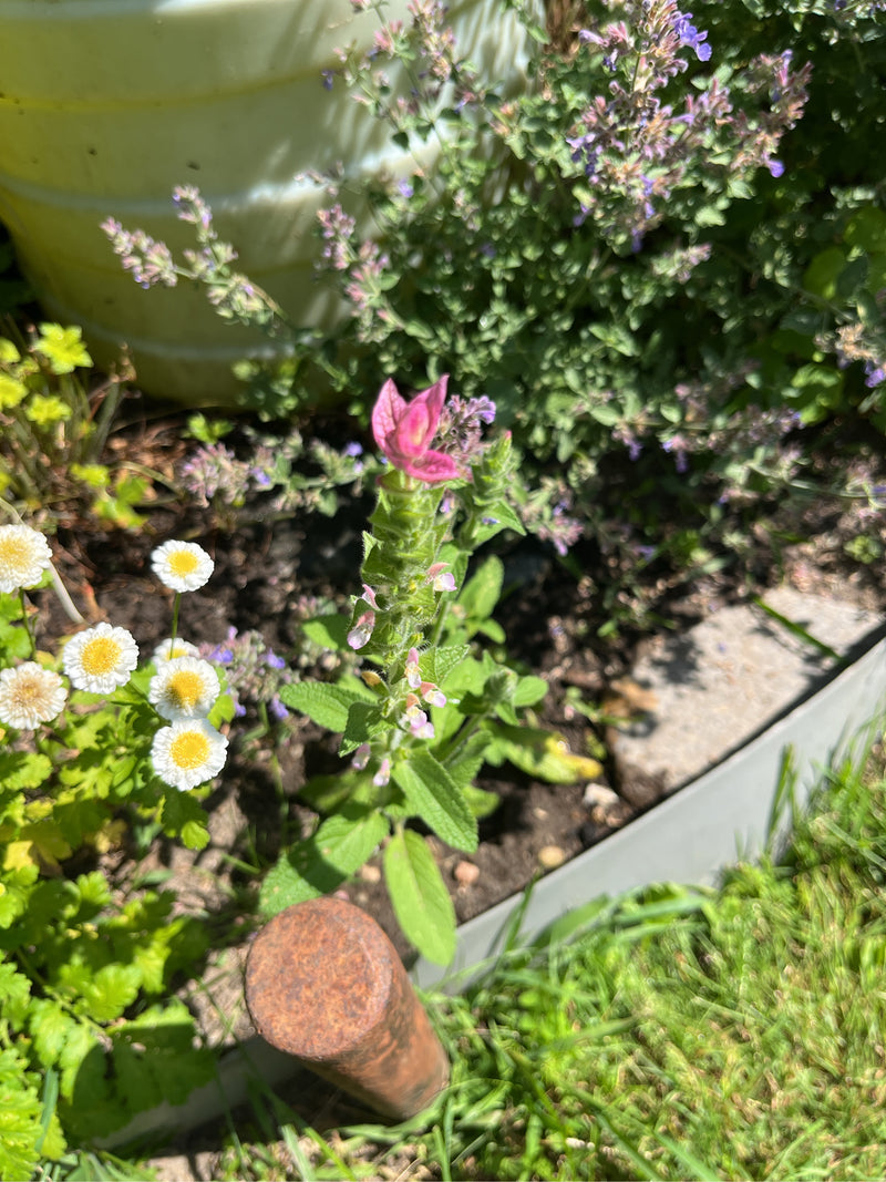 Bunter Salbei — Bild 1 von 1