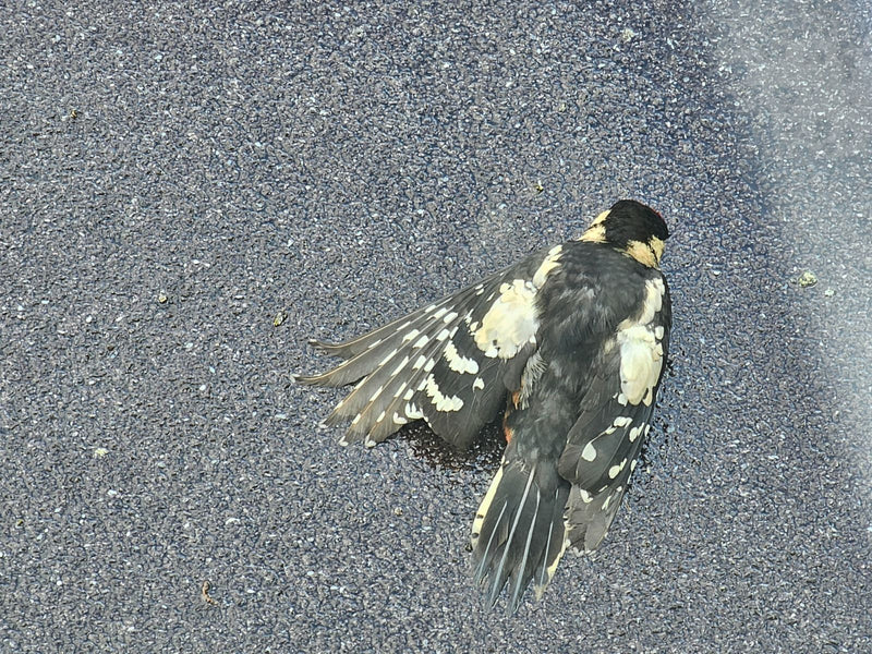 Zu sehen ist ein toter Buntspecht mit ausgebreiteten Flügeln, der auf grauem Asphalt liegt.
