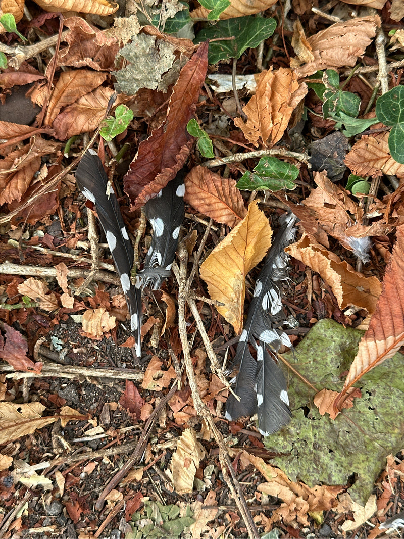 Auf dem Waldboden liegen charakteristisch schwarz-weiß gefleckte Federn eines Buntspechts zwischen trockenem Laub. Die gut erkennbaren Federn lassen sich ein...