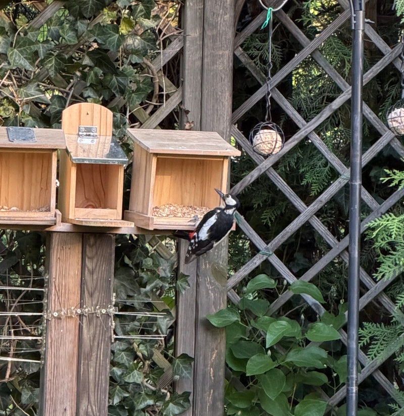Ein Buntspecht sitzt an einem hölzernen Futterhaus in einem Garten. Im Hintergrund ranken Efeu und andere Pflanzen.