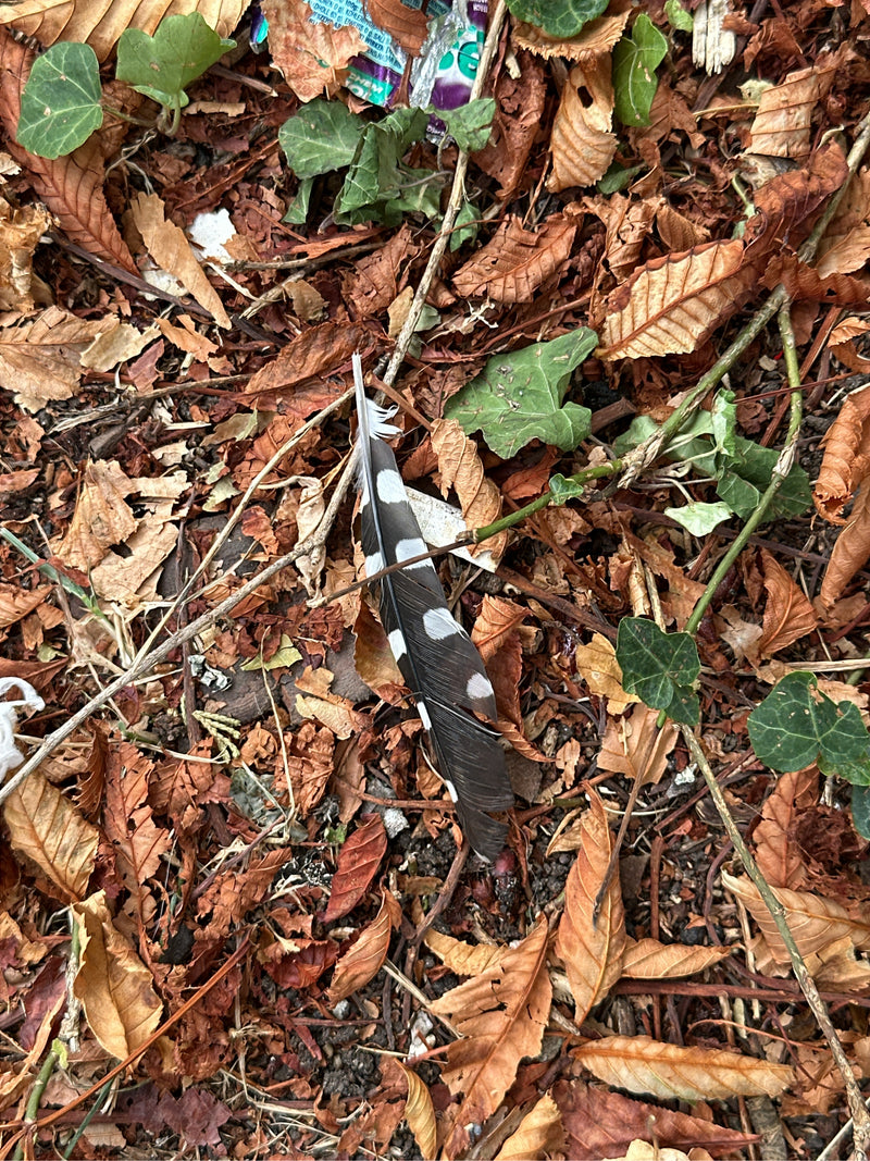 Auf dem Waldboden liegt eine deutlich gefleckte, schwarz-weiße Feder eines Buntspechts umgeben von trockenem Laub und Efeublättern.