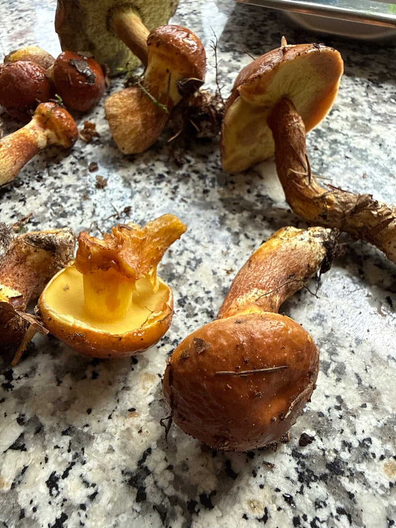 Butterpilz — Bild 1 von 8