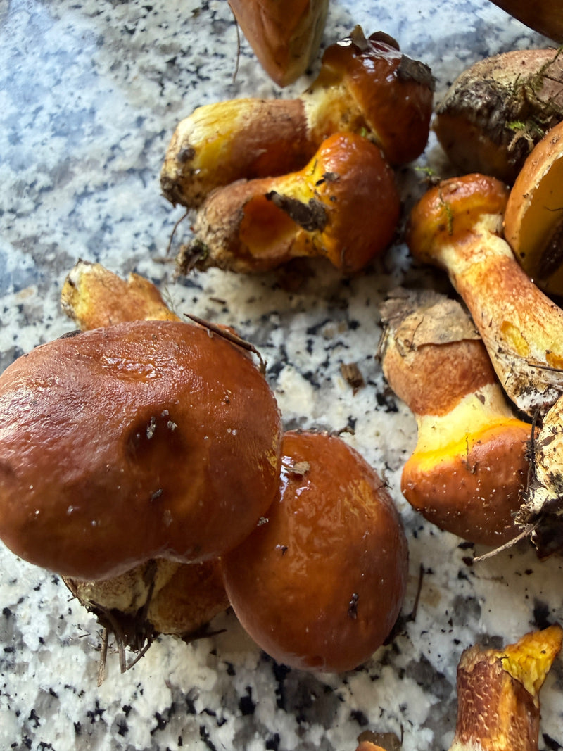 Butterpilz — Bild 2 von 8