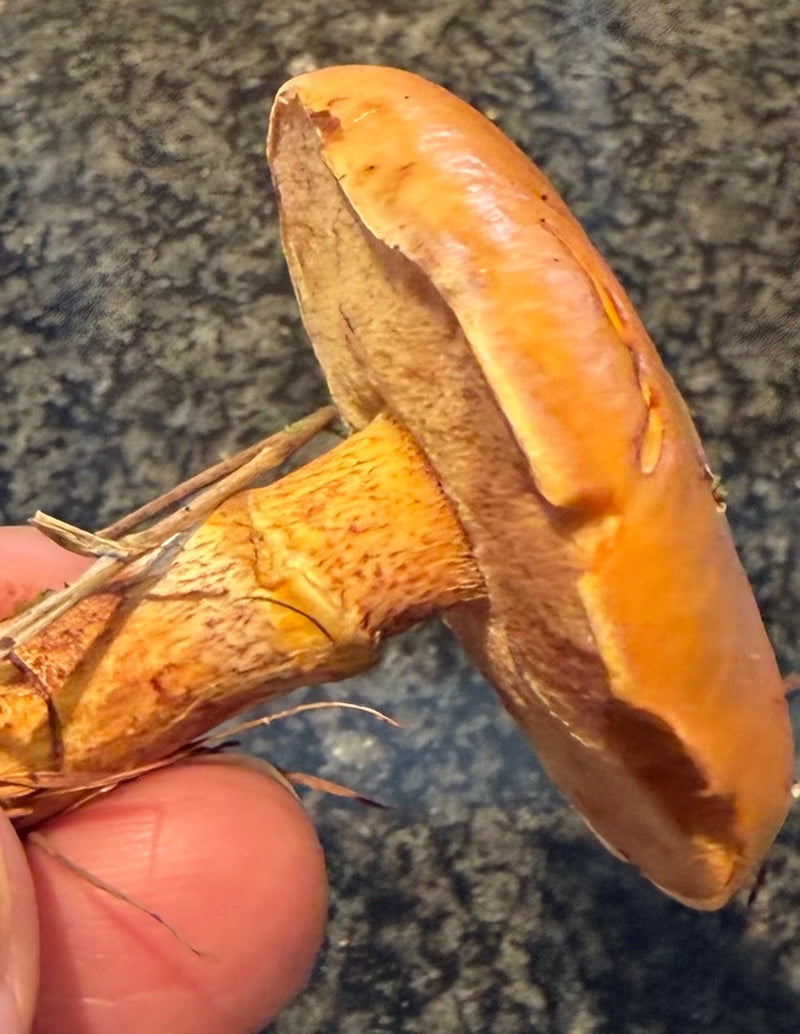 Ein Butterpilz wird in der Hand gehalten, wobei Hut, Röhrenschicht und der gemusterte Stiel mit Ringzone gut sichtbar sind.
