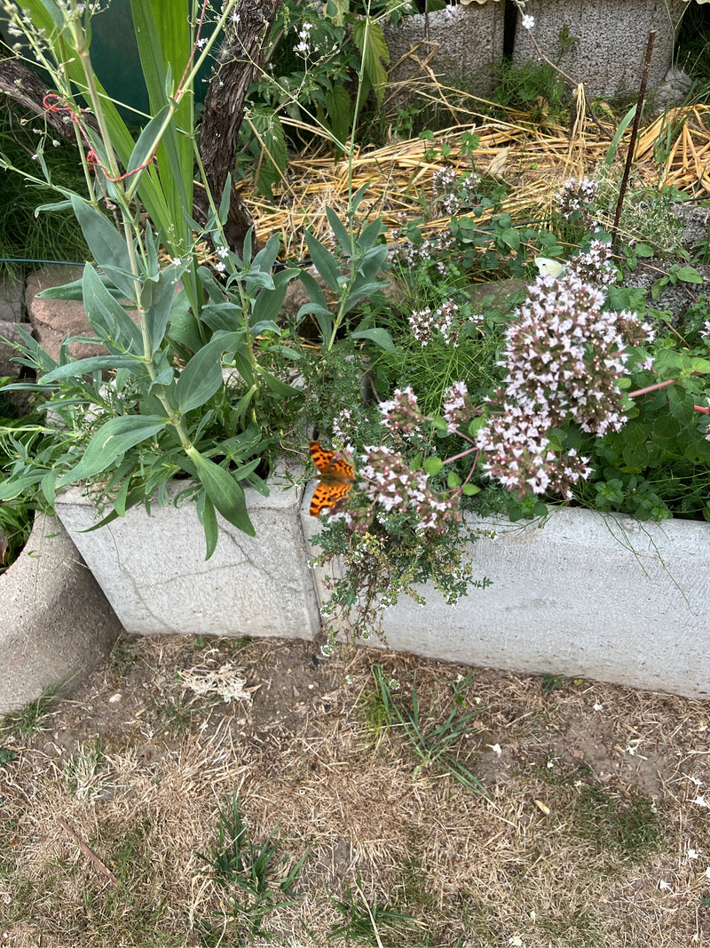 C-Falter — Bild 4 von 28