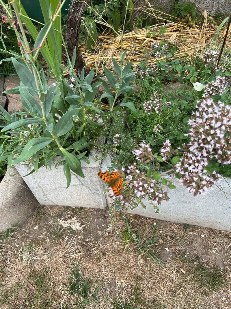 C-Falter — Bild 3 von 28