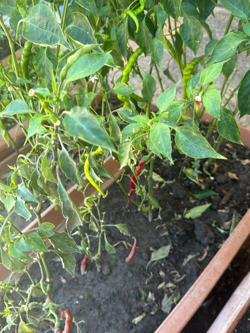 Peperoni — Bild 5