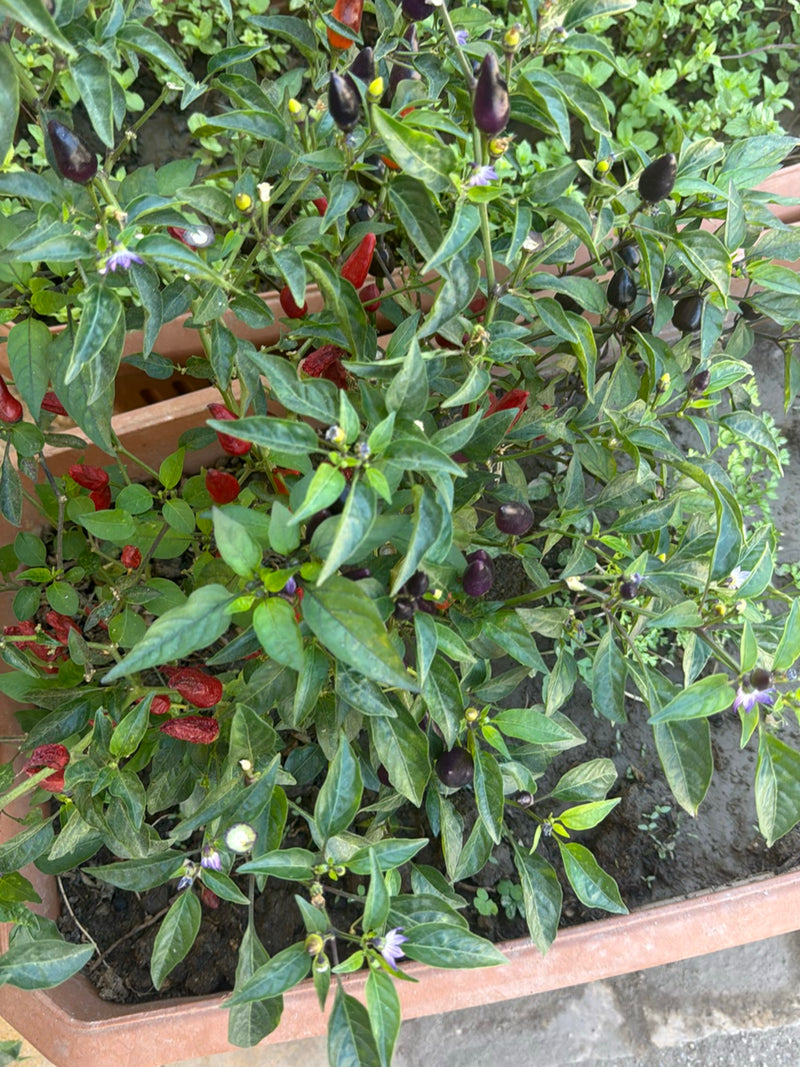 Peperoni — Bild 1