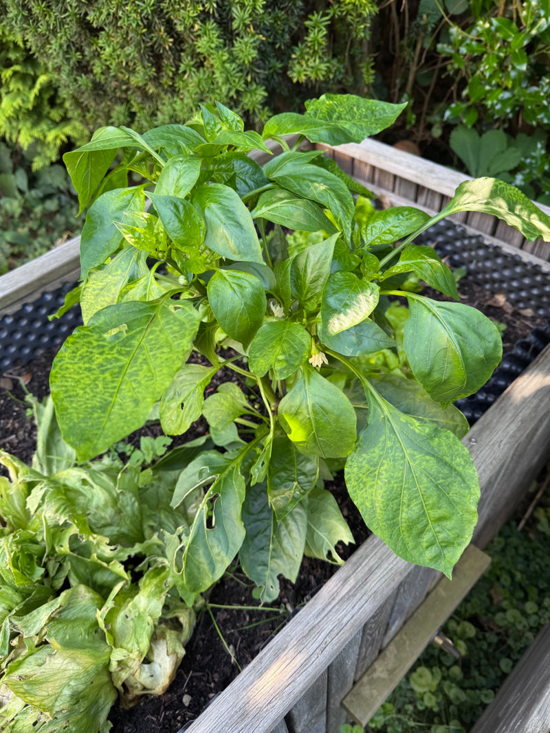 Peperoni — Bild 2