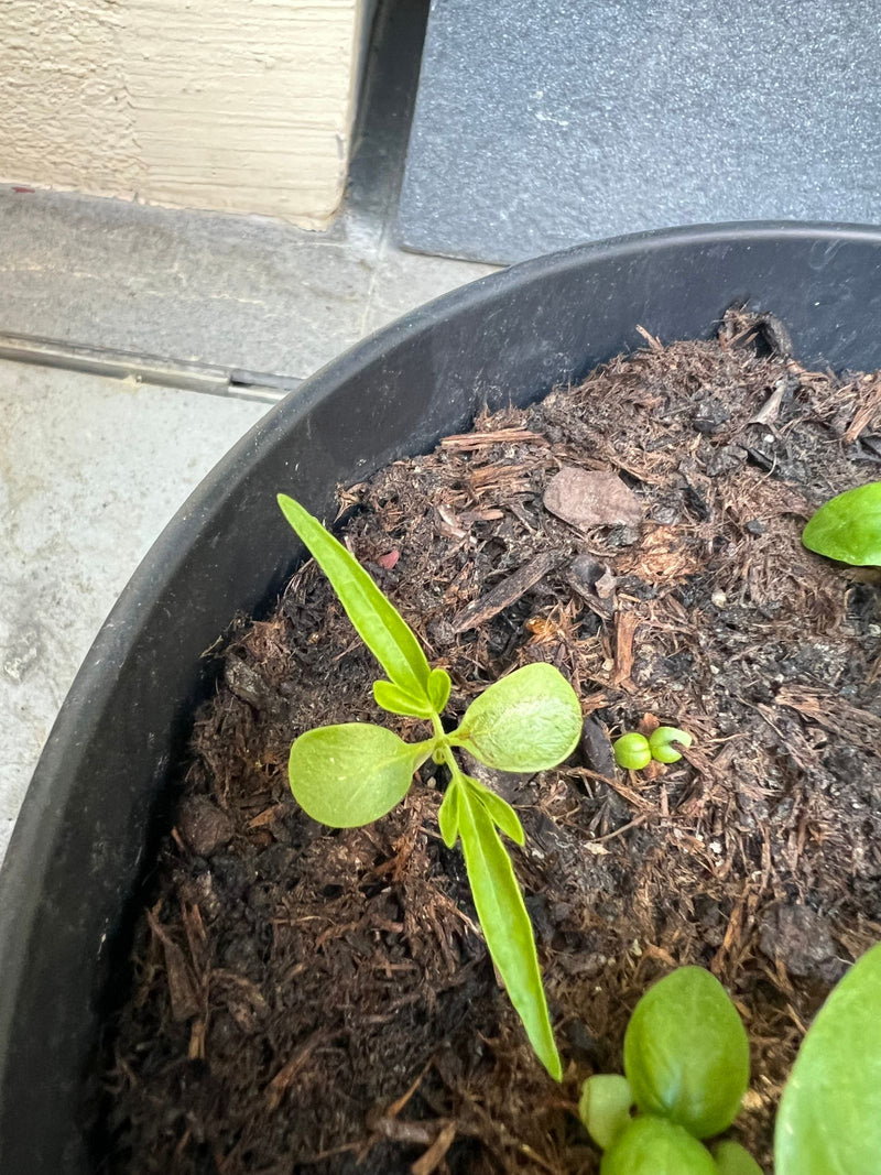 Peperoni — Bild 4