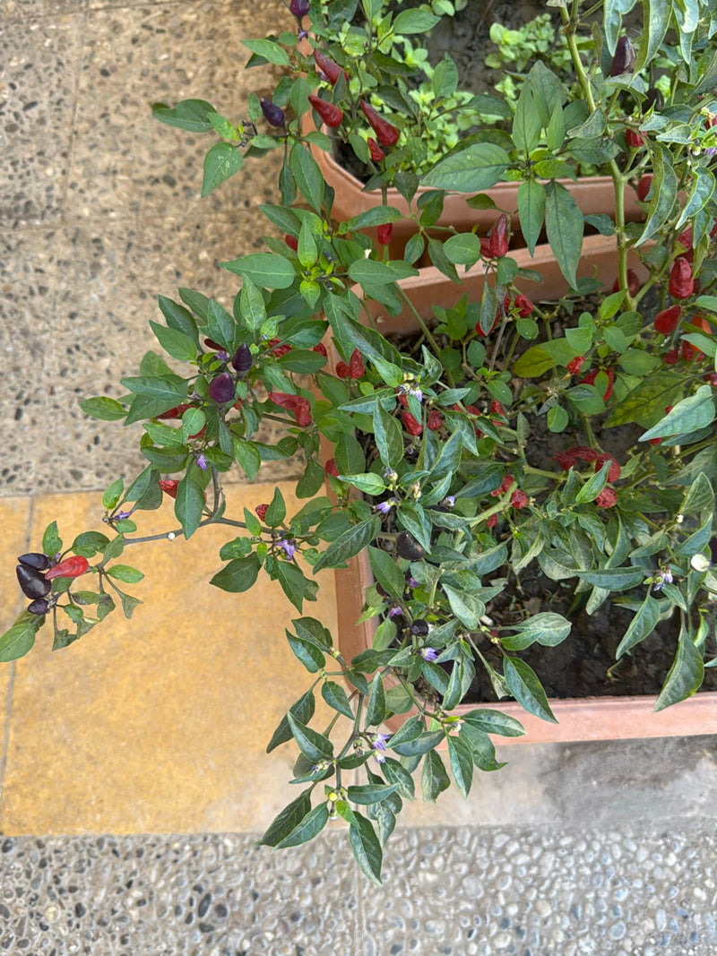 Peperoni — Bild 3