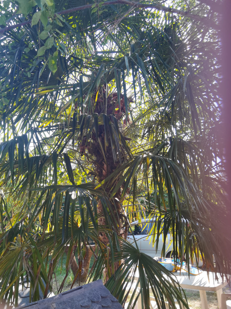 Das Bild zeigt eine ausgewachsene Hanfpalme mit ihrem typischen, faserigen Stamm und den großen, fächerförmigen Blättern.