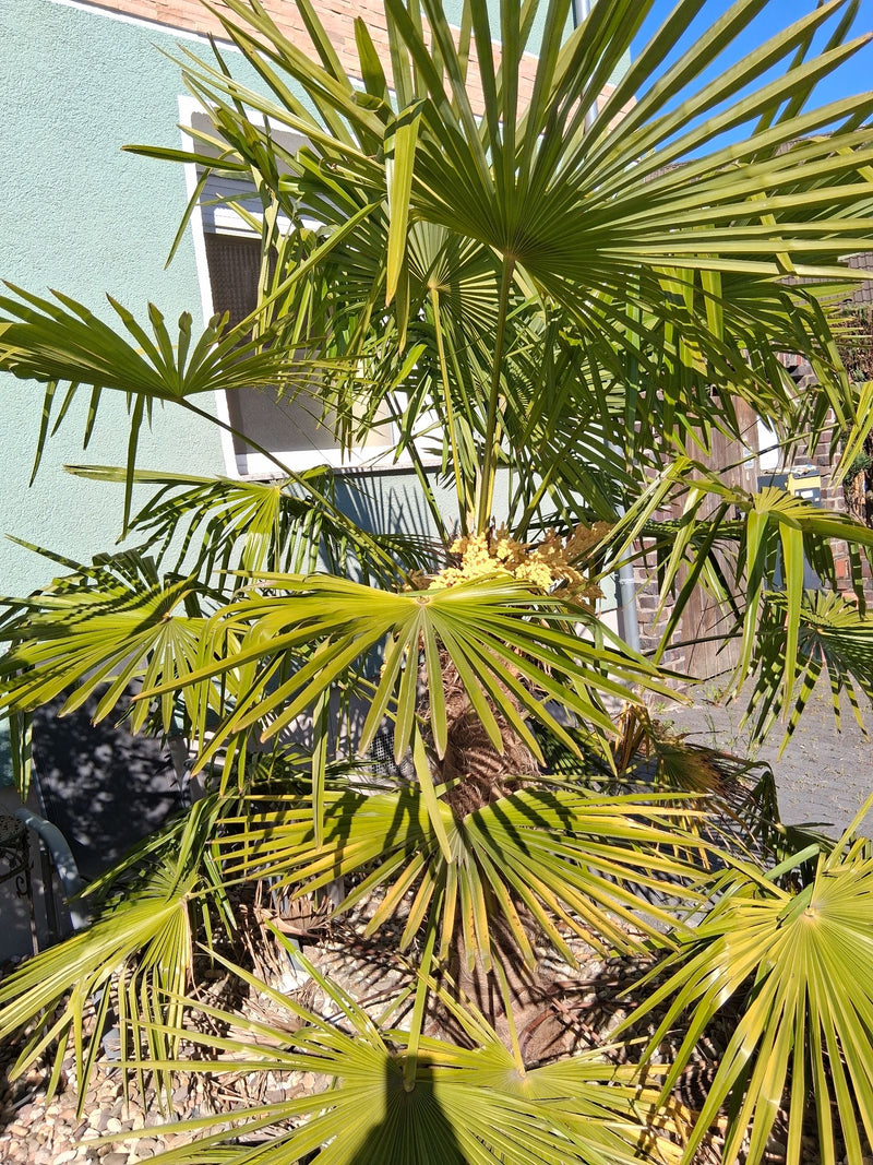 Zu sehen ist eine Hanfpalme mit ihren typischen, großen Fächerblättern und einem gelben Blütenstand. Die Pflanze steht in einem Garten vor einer Hauswand.