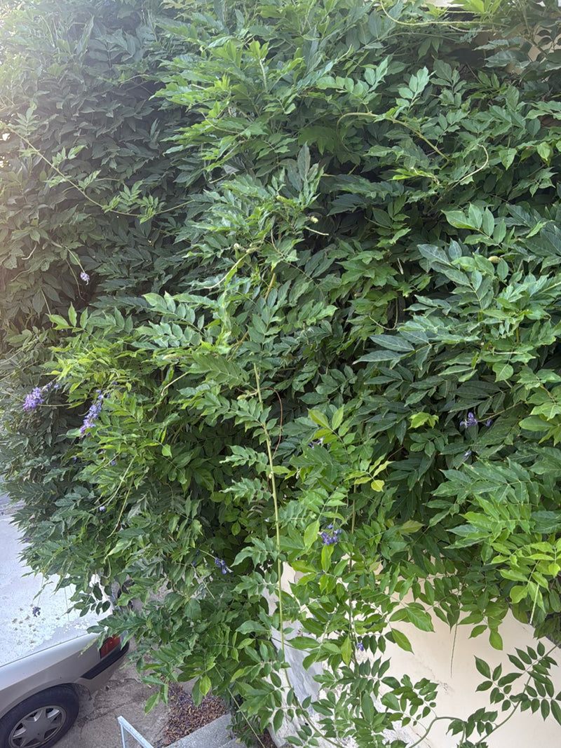 Das Bild zeigt eine große Kletterpflanze des Chinesischen Blauregens mit üppigem grünem Laub und vereinzelten violetten Blüten. Die Pflanze rankt an einer he...