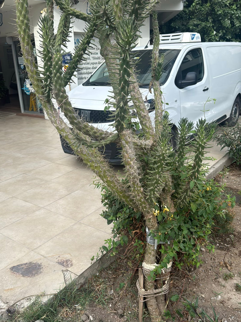 Cholla-Kaktus (Gattung) — Bild 2 von 2