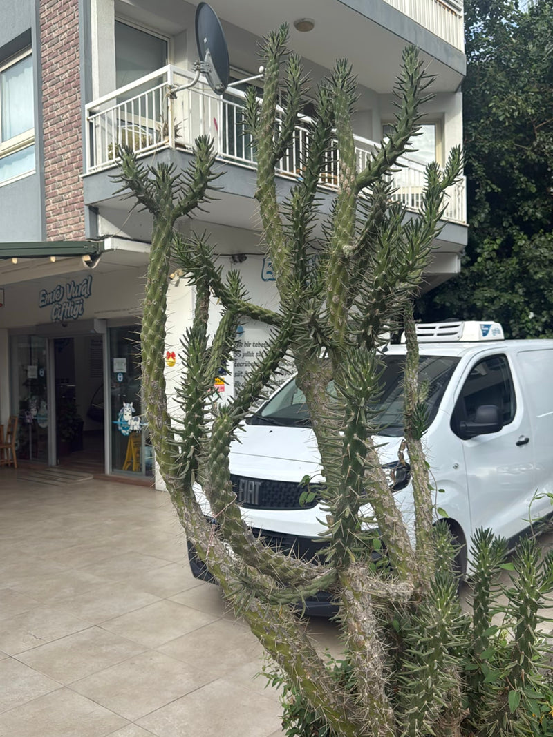 Cholla-Kaktus (Gattung) — Bild 1 von 2