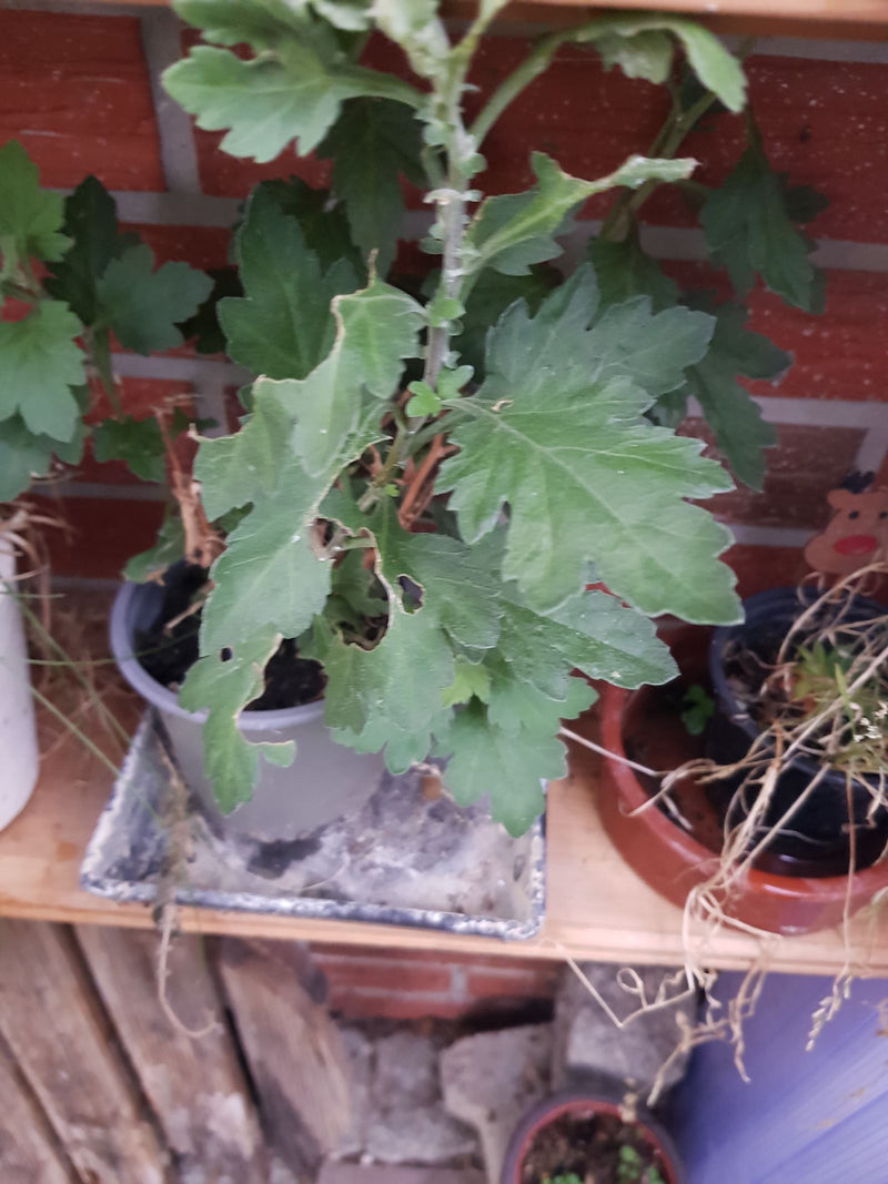 Chrysantheme — Bild 1 von 1