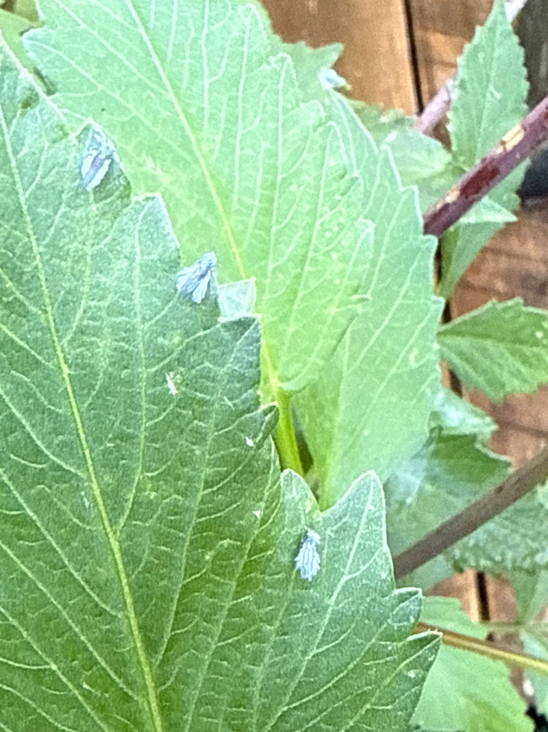 Mehrere Citrus-Schildzikaden mit ihrer charakteristischen bläulich-grauen Wachsschicht sitzen auf den Rändern grüner Blätter.