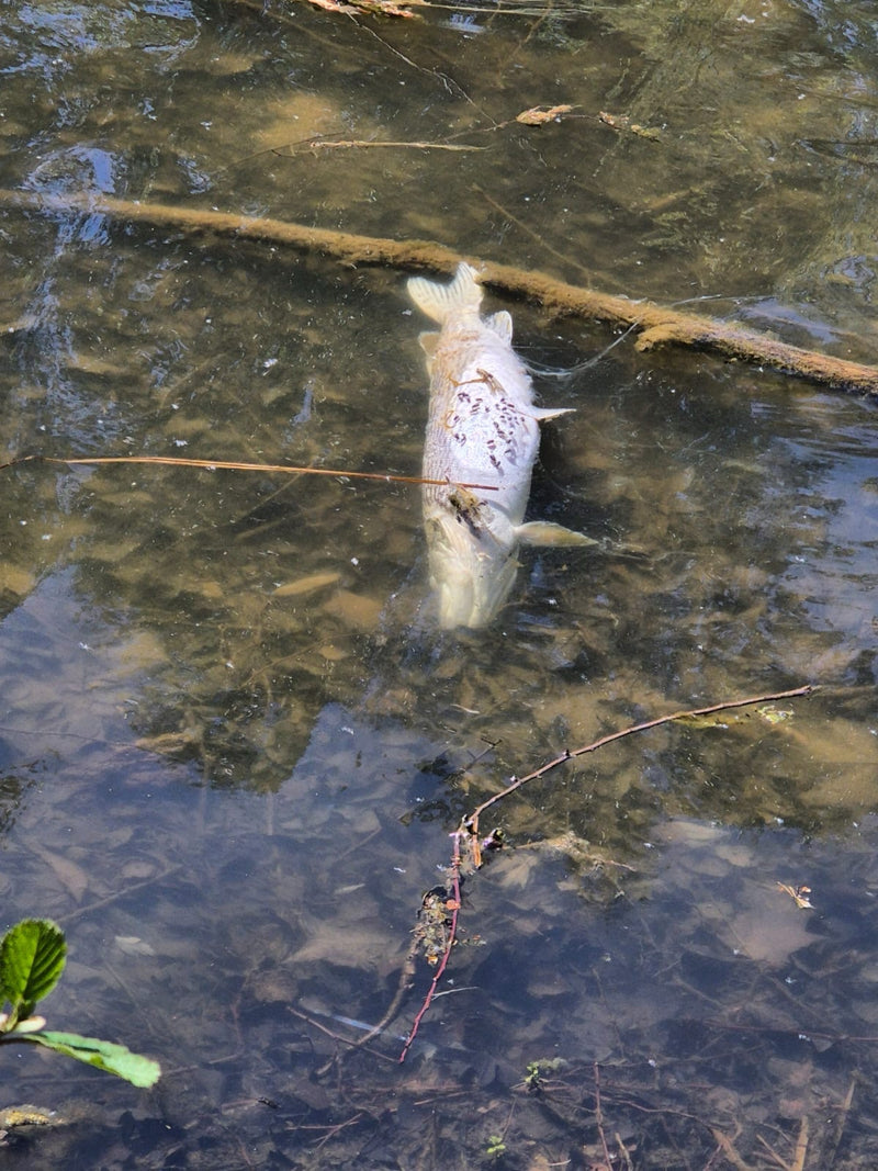 Ein einzelner Döbel liegt tot im flachen, klaren Wasser auf dem Gewässergrund. Die Perspektive geht von oben auf den Fisch.
