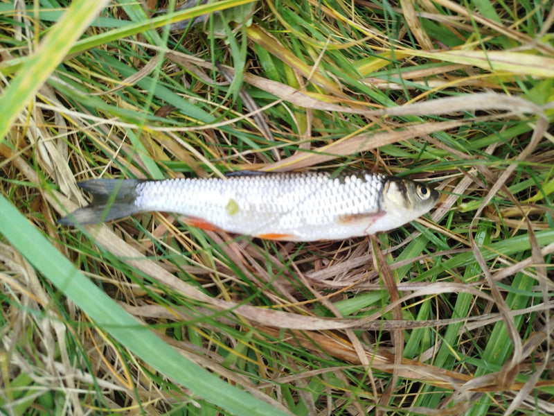 Ein Döbel liegt in Seitenansicht auf dichtem, teils vertrocknetem Gras am Ufer.